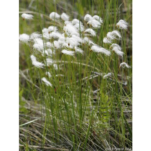 Trichophorum alpinum - Alpesi gyékény