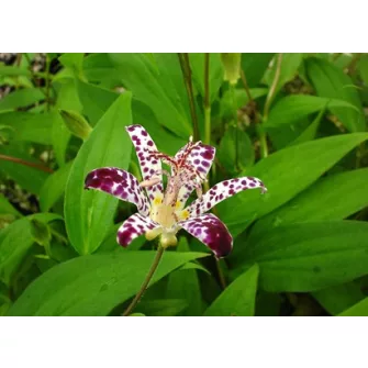 Borzas púpliliom (Tricyrtis)