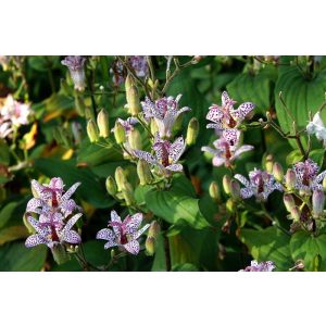 Tricyrtis formosana - Borzas púpliliom