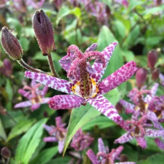 Borzas púpliliom (Tricyrtis)