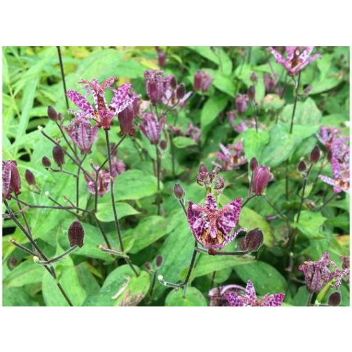 Tricyrtis formosana Purple Beauty - Borzas púpliliom