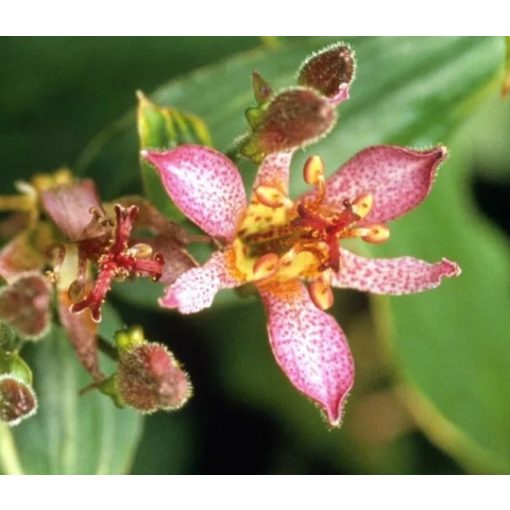 Tricyrtis formosana Samurai - Borzas púpliliom