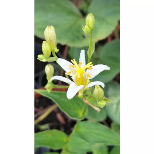 Tricyrtis hirta Alba - Borzas púpliliom