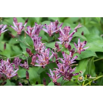 Borzas púpliliom (Tricyrtis)