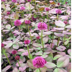 Trifolium repens William - Lóhere