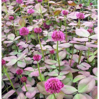 Here (Trifolium)