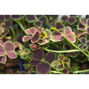 Trifolium repens Pentaphyllum - Lóhere