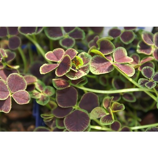 Trifolium repens Pentaphyllum - Lóhere