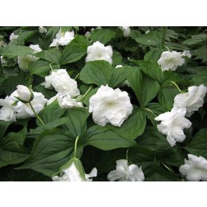 Trillium grandiflorum Flora Plena - Hármasszirom