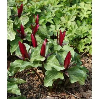 Hármaslevél (Trillium)