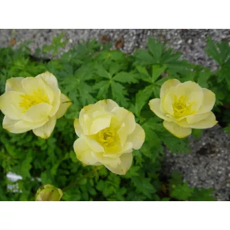 Zergeboglár (Trollius)