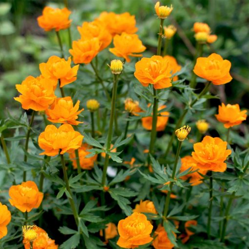 Trollius chinensis Golden Queen - Zergeboglár