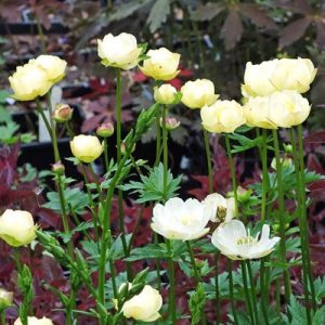 Trollius cultorum New Moon - Zergeboglár