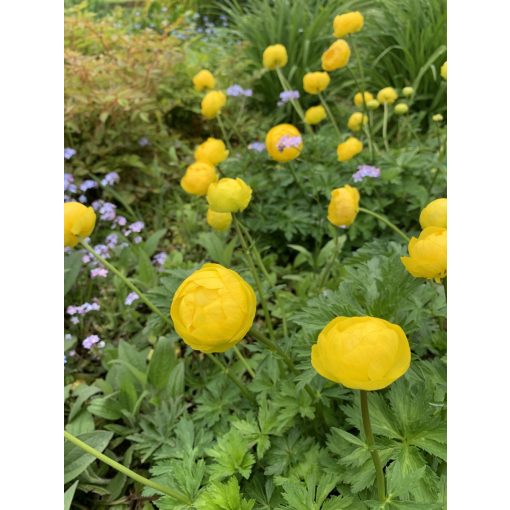 Trollius europaeus - Zergeboglár