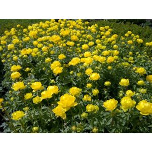 Trollius x cultorum Lemon Queen - Zergeboglár