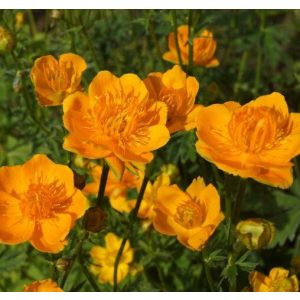 Trollius x cultorum Orange Triumph - Zergeboglár