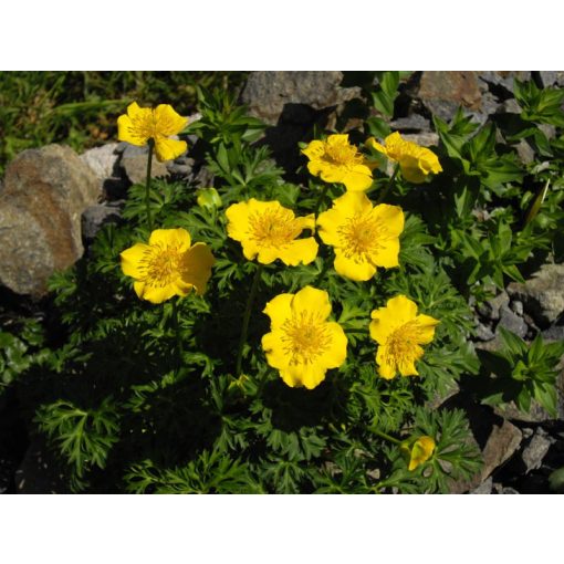 Trollius pumilus - Zergeboglár