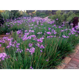 Fokföli csillagvirág (Tulbaghia)