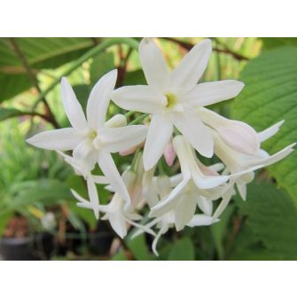 Fokföli csillagvirág (Tulbaghia)