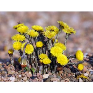 Tussilago farfara - Martilapu