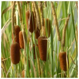 Gyékény (Typha)