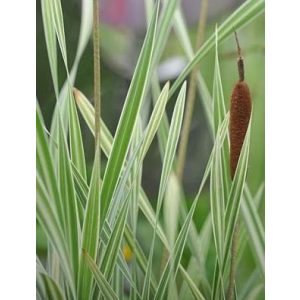 Typha latifolia Variegata - Gyékény