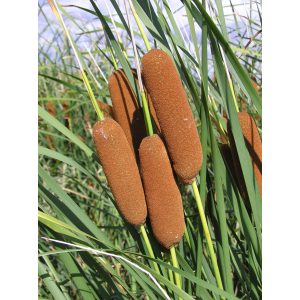 Typha laxmannii - Gyékény