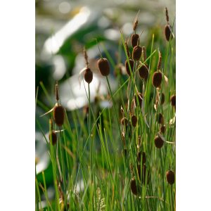 Typha minima - Gyékény