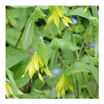 Nyakcsapfű (Uvularia)