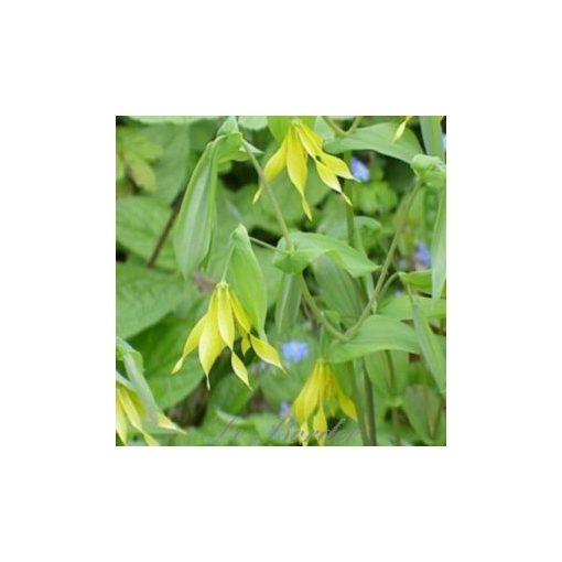 Uvularia grandiflora Pallida - Nyakcsapfű