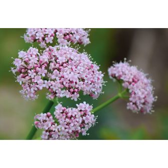 Macskagyökér (Valeriana)