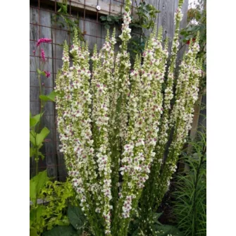 Ökörfarkkóró (Verbascum)