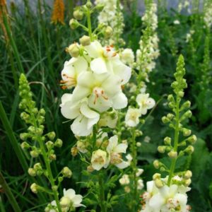 Verbascum Chantilly - Ökörfarkkóró