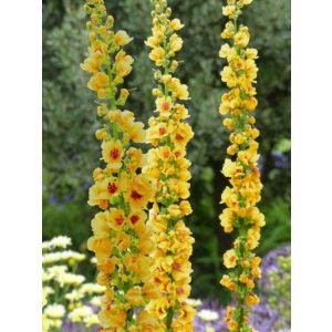 Verbascum Cotswold Queen - Ökörfarkkóró