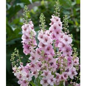 Verbascum Jackie in Pink - Ökörfarkkóró