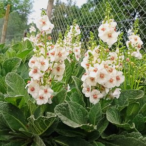 Verbascum Jackie in Spots - Ökörfarkkóró