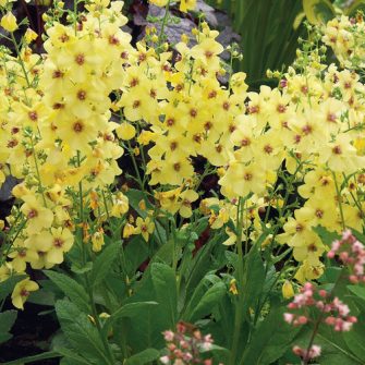 Ökörfarkkóró (Verbascum)