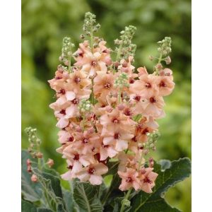 Verbascum Jackii - Ökörfarkkóró