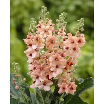 Ökörfarkkóró (Verbascum)