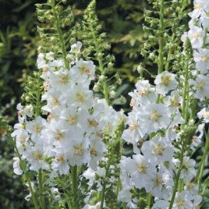 Verbascum phoeniceum Flush of White - Ökörfarkkóró