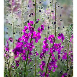 Verbascum Violet Hill - Ökörfarkkóró