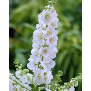 Verbascum White Domino - Ökörfarkkóró