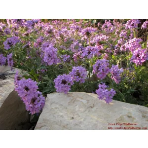 Verbena canadensis Rose 2 - Rózsaverbéna