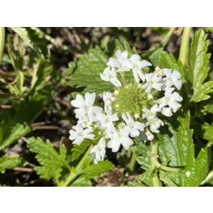 Verbena canadensis White - Rózsaverbéna
