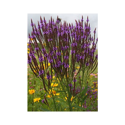 Verbena hastata – Dúsvirágú verbéna