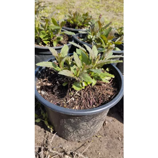 Verbena hastata – Dúsvirágú verbéna