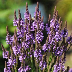 Verbena hastata Blue – Dúsvirágú verbéna