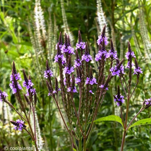 Verbena hastata Lavender Spires – Dúsvirágú verbéna