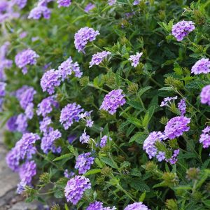 Verbena La France - Verbéna