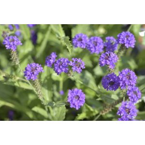 Verbena rigida - Kékvirágú vasfű